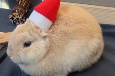 is orchard hay ok for my bunny?