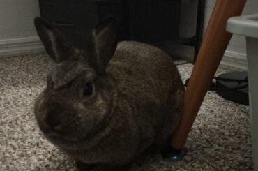 My rabbit has a unibrow and she looks evil lol (she is)