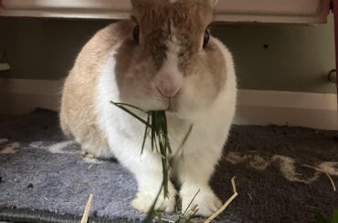 help me help my bun through stasis