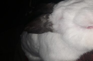 What does it mean if my bunny likes to lay on my chest and occasionally boop me when I hold him?