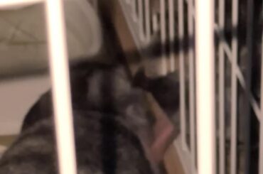 my dog loves my rabbit or wants to eat her????