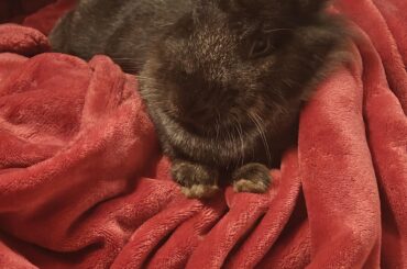 Update on dumped bunny