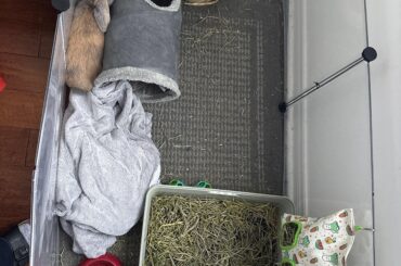 Advice? (New bunny owner)