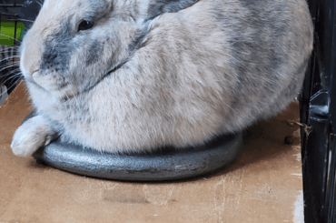 My rabbit choked last night