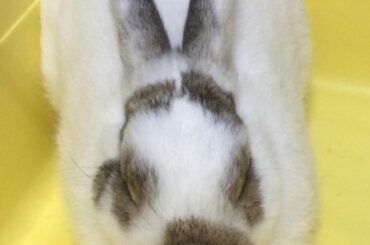 any perfumes out there that smells like bunny?