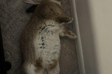 Does our bunny look a healthy weight