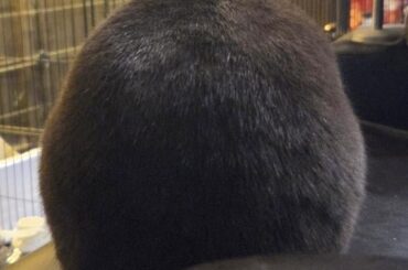 Guys help there's this wierd ass lookin' orb on my couch