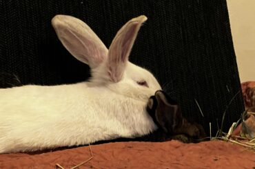 I just posted a video of their first meeting. It’s been 2 days and he’s already become her personal gravity blanket.