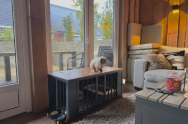 Our new Bunny Mansion, disguised as furniture! (My rabbit has yet to understand he’s supposed to go into it not on top of it but oh well😂)