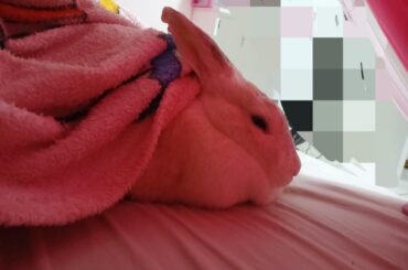 A cold wave in the middle of my country's tropical summer, now the Queen demands to sleep in my warm bed