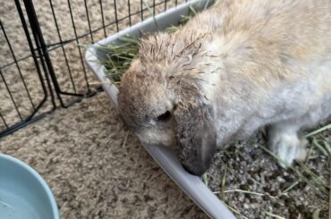 New bunny with matted fur