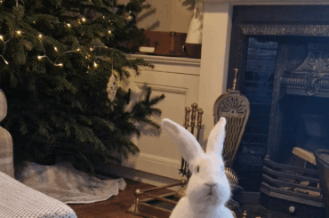 Always wanting treats...