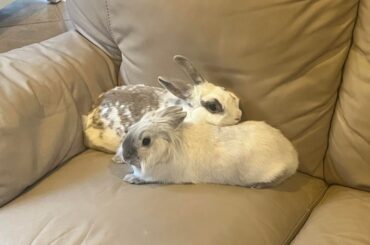 Pixie and Alice couch cuddles