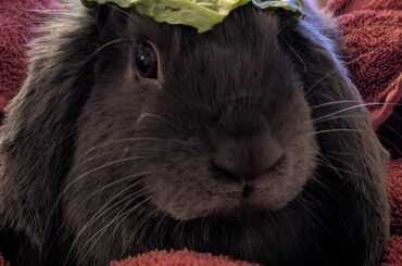 My new baby girl is pretty temperate and doesn't eat a whole lot... So I get her to try out different hats