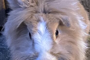 First time posting my fluffy Coco here. What do you think?