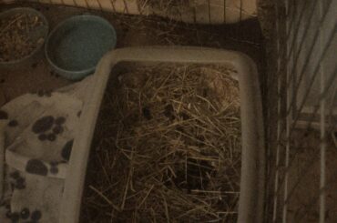 Why won't my bun use his toilet?