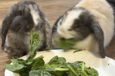 Rocky and Pebbles have a serious issue peeing on everything soft! Beds, lounge, chair, carpet ect. They just peed all over their new bed, desperately need some advice!