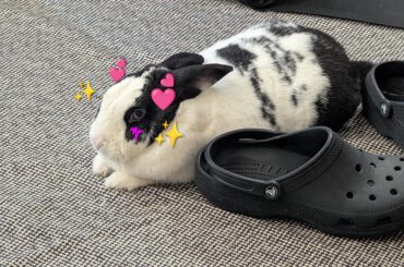 Hearts are coming out of my bunny's eyes whenever she looks at me - is she dying???