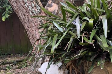 Pat surveys his kingdom while Pete is on guard below.