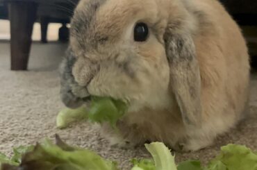 Someone recovered from week-long GI stasis!