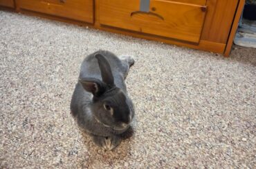 can they get bored of pellets??