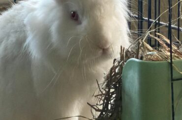 Affordable rabbit enclosures?