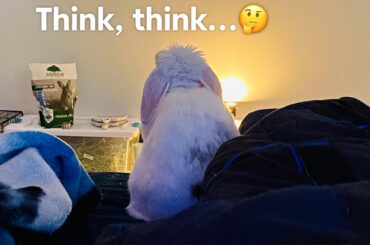 The first thing I see when I open my eyes. 🐰🐰❤️