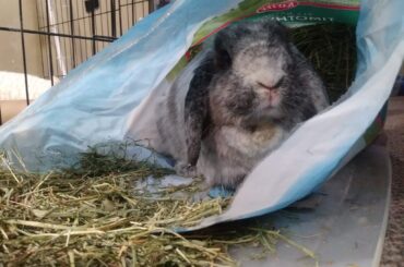 Waiter there's a hare in my hay