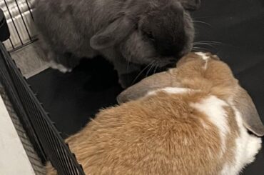 Another day of bonding, the stare down