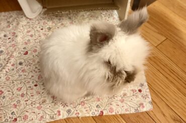 Trimming lionhead rabbits hair/mane