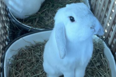 Melbourne, Australia: Looking for a new family for our beautiful bonded buns as we are moving overseas