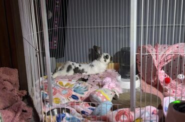 Adjusting bunny to new home