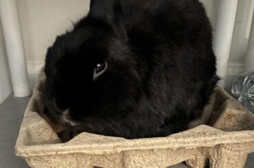 floppy bunny syndrome