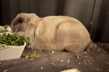 Please help - vet doesn’t know what’s wrong with her and we’re scared of losing her