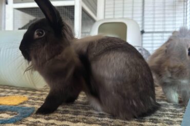 Fly high, Marceline 🪽