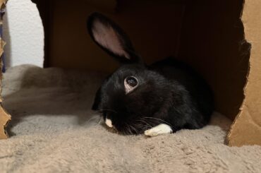 Zaisie doing nothing but being cute