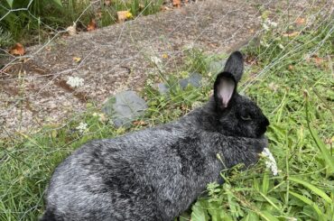 New to the group and the bunny world