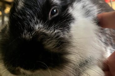 Rabbit likes to hold hands?!