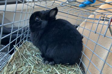Bun is eating a lot less hay