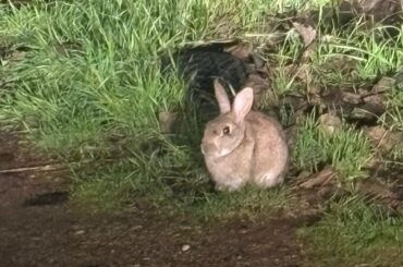 wild or domestic bunny?