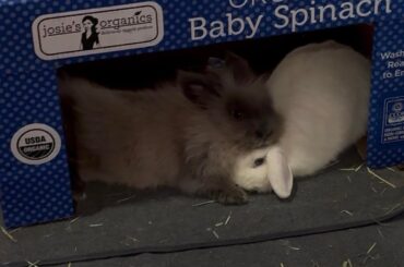 how are these babies real