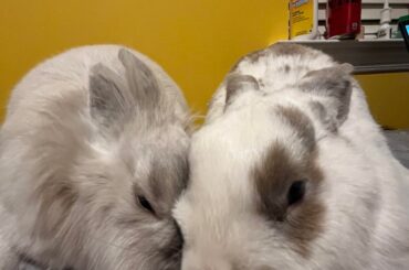 My girl bunnies are slowly bonding