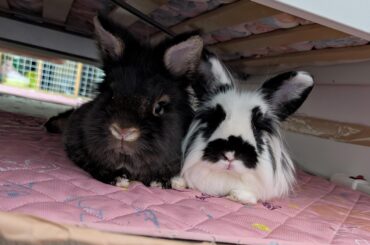 2 minutes after chewing holes in the bedsheet