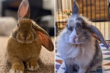 Peanut is mirroring Pancake’s ear position