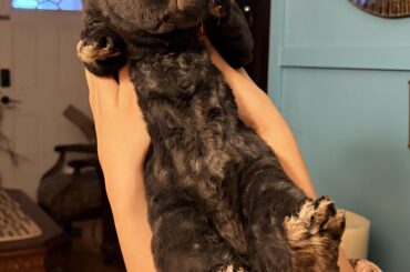 The cuteness aggression is real