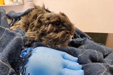 Bunny in need of positive thoughts