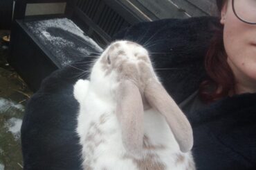 Any ideas on my boys breed?