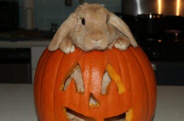 Will my food gremlin be okay?