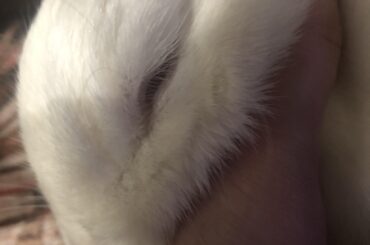 Kristoff the rescue rabbit: 6 month+ update