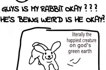 I made an alternate version of the bunny meme